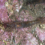 Palaemon elegans